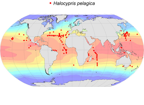 Distribution map for Halocypris  pelagica