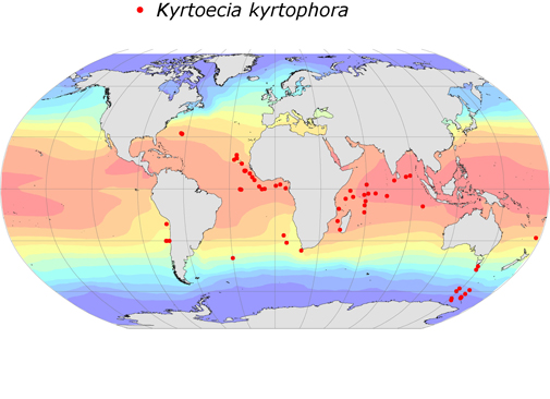 Distribution map for Kyrtoecia  kyrtophora
