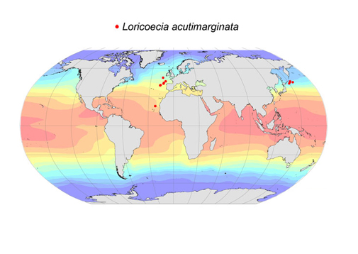Distribution map for Loricoecia  acutimarginata