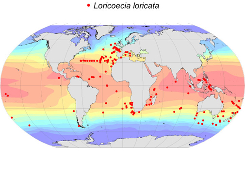 Distribution map for Loricoecia  loricata
