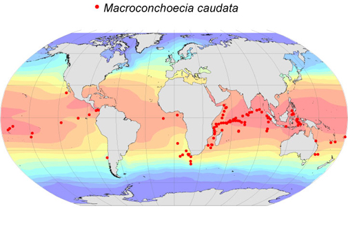 Distribution map for Macroconchoecia  caudata