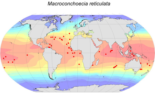 Distribution map for Macroconchoecia  reticulata