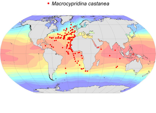 Distribution map for Macrocypridina  castanea