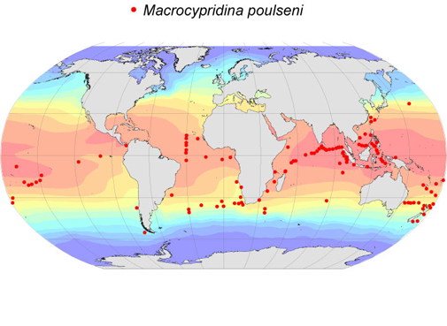 Distribution map for Macrocypridina  poulseni