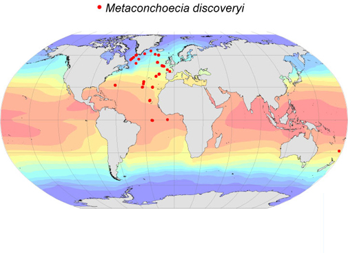 Distribution map for Metaconchoecia  discoveryi