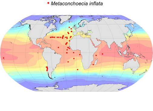 Distribution map for Metaconchoecia  inflata