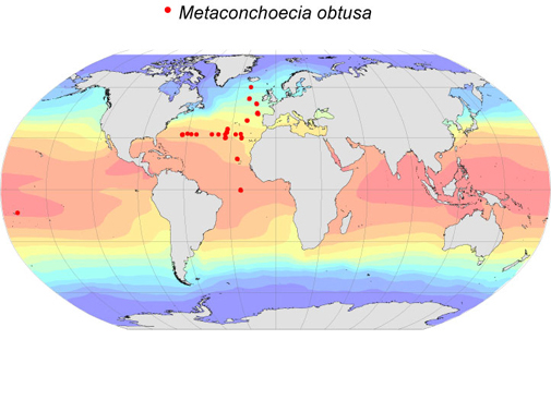 Distribution map for Metaconchoecia  obtusa