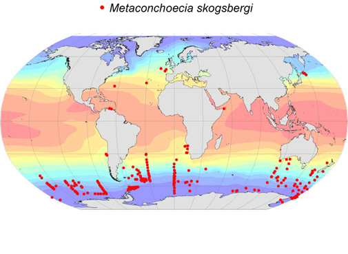 Distribution map for Metaconchoecia  skogsbergi