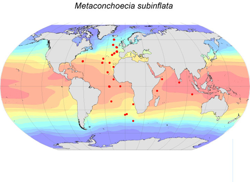 Distribution map for Metaconchoecia  subinflata