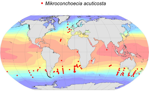 Distribution map for Mikroconchoecia  acuticosta