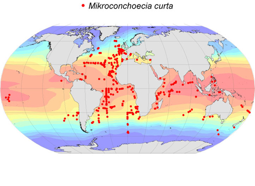 Distribution map for Mikroconchoecia  curta