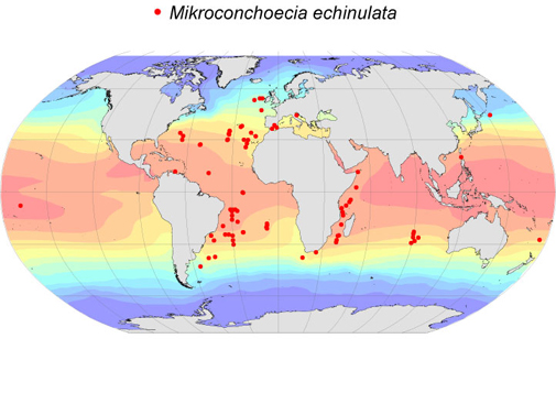 Distribution map for Mikroconchoecia  echinulata