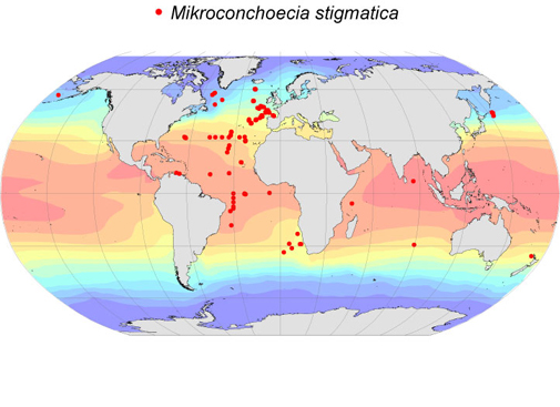 Distribution map for Mikroconchoecia  stigmatica