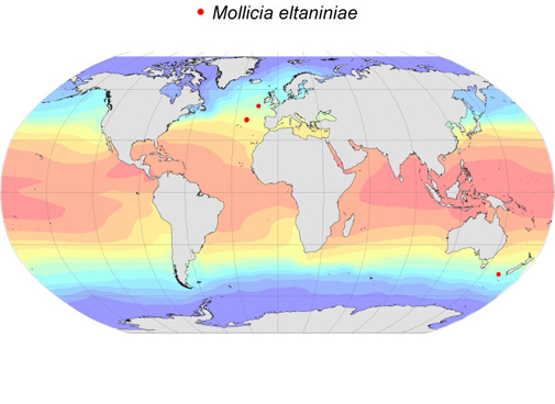 Distribution map for Mollicia  eltaninae