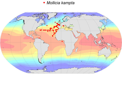 Distribution map for Mollicia  kampta