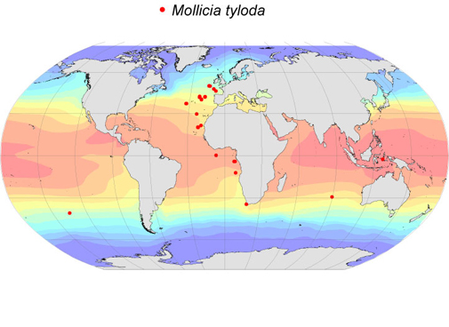 Distribution map for Mollicia  tyloda