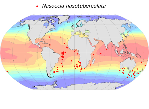 Distribution map for Nasoecia  nasotuberculata