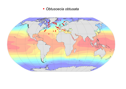 Distribution map for Obtusoecia  obtusata