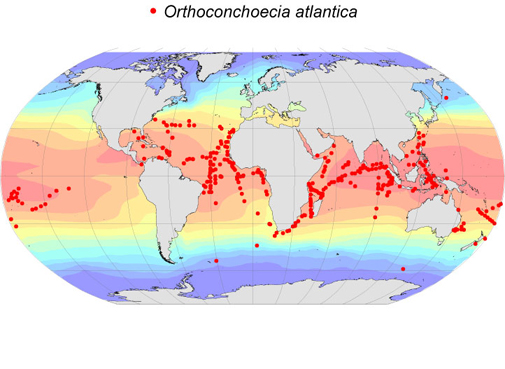 Distribution map for Orthoconchoecia  atlantica