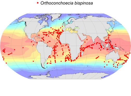 Distribution map for Orthoconchoecia  bispinosa