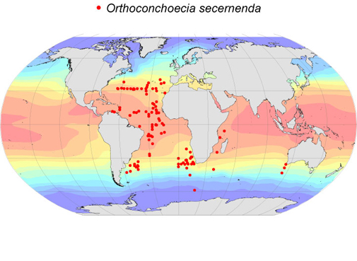 Distribution map for Orthoconchoecia  secernenda