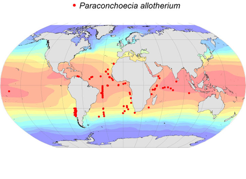 Distribution map for Paraconchoecia  allotherium