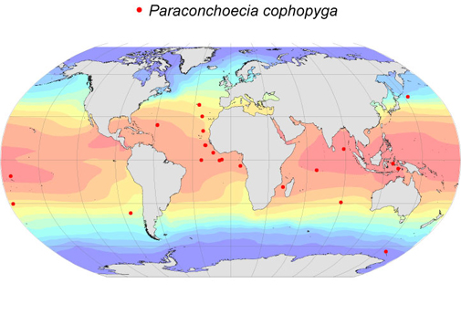 Distribution map for Paraconchoecia  cophopyga