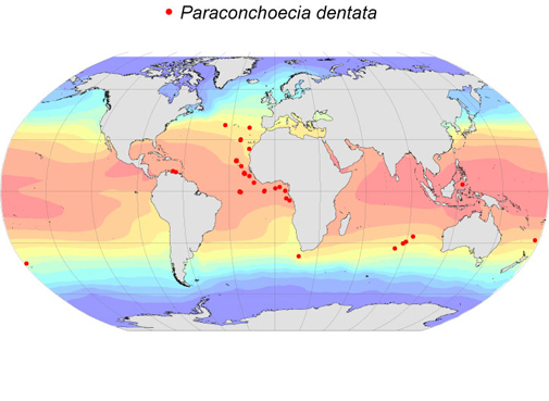 Distribution map for Paraconchoecia  dentata