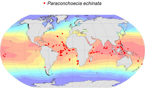 Distribution map for Paraconchoecia  echinata