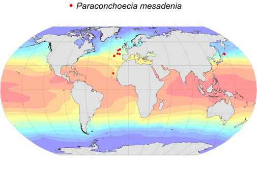 Distribution map for Paraconchoecia  mesadenia