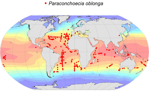 Distribution map for Paraconchoecia  oblonga