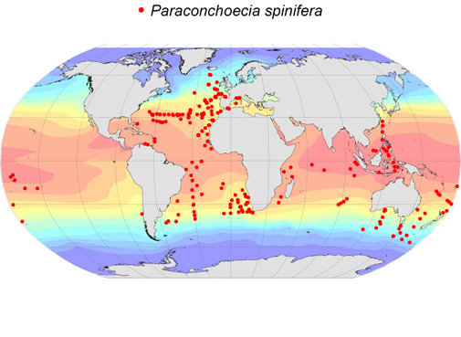 Distribution map for Paraconchoecia  spinifera