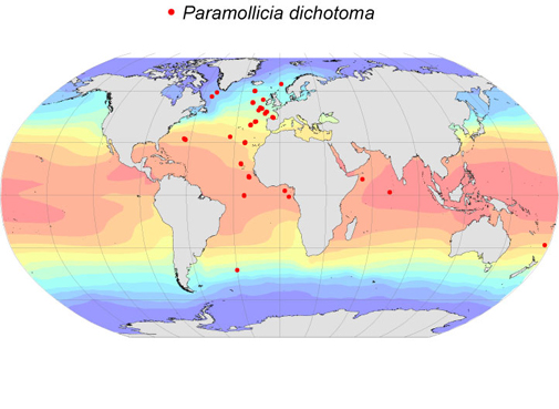 Distribution map for Paramollicia  dichotoma