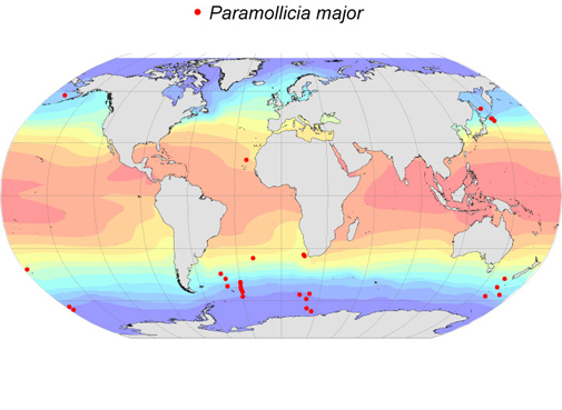 Distribution map for Paramollicia  major