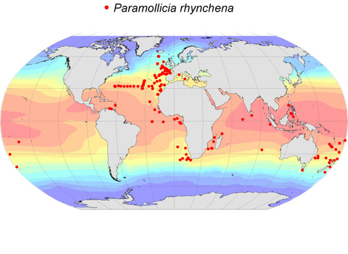 Distribution map for Paramollicia  rhynchena
