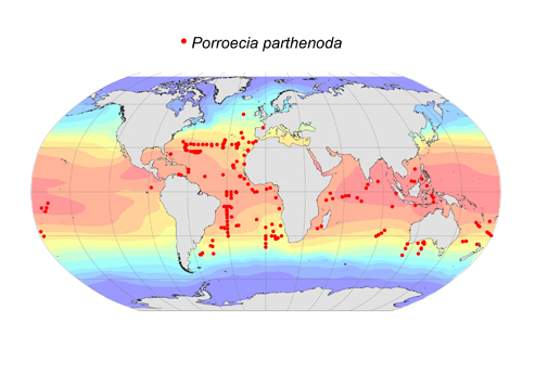 Distribution map for Porroecia  parthenoda