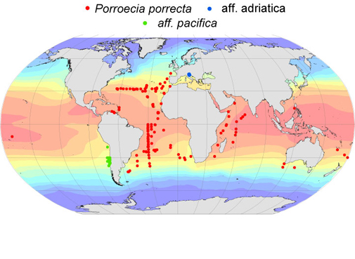 Distribution map for Porroecia  porrecta