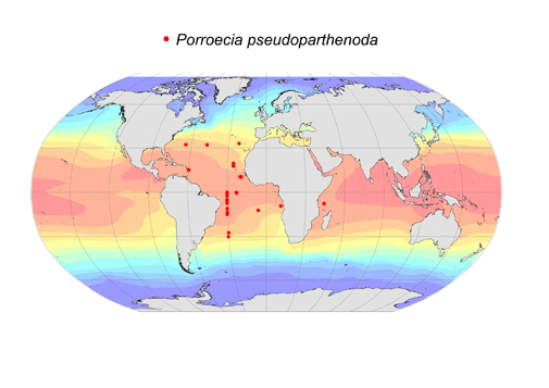 Distribution map for Porroecia  pseudoparthenoda