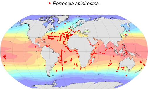 Distribution map for Porroecia  spinirostris