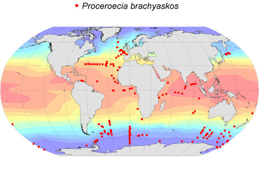 Distribution map for Proceroecia  brachyaskos