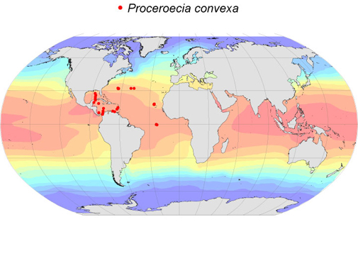 Distribution map for Proceroecia  convexa