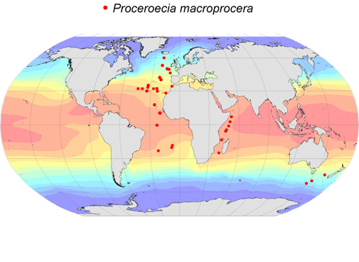 Distribution map for Proceroecia  macroprocera