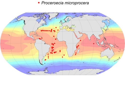 Distribution map for Proceroecia  microprocera