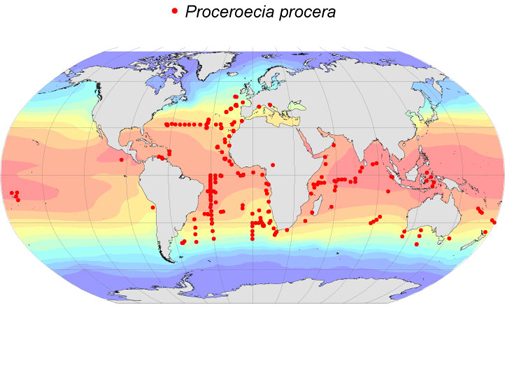 Distribution map for Proceroecia  procera