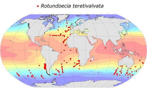 Distribution map for Rotundoecia  teretivalvata