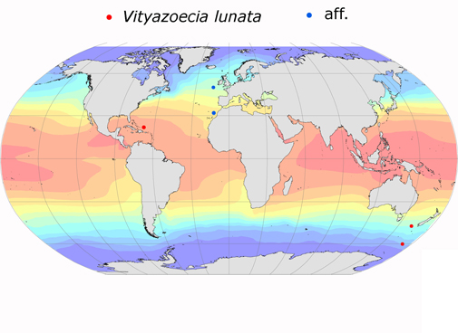 Distribution map for Vityazoecia  lunata