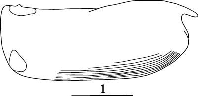 Outline of Alacia  leptothrix