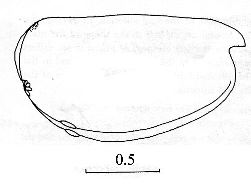 Outline of Archiconchoecerra  longiseta