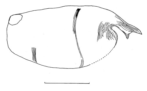 Outline of Bathyconchoecia  caini