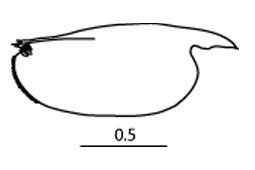Outline of Bathyconchoecia  diacantha